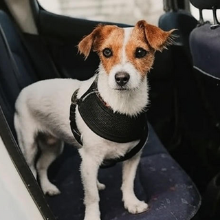 Pet Car Safety