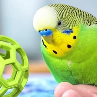 Bird Toys