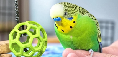 Bird Toys