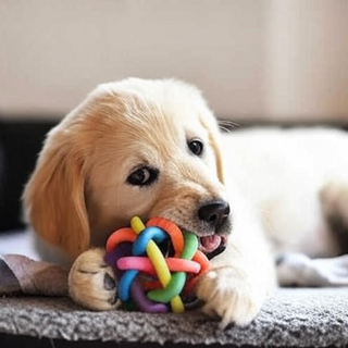 Dog Toys
