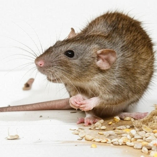 Pest & Rodent Control