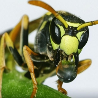 Wasps & Hornet Control