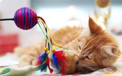 Cat Supplies