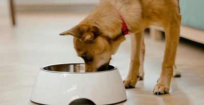 Dog Supplies