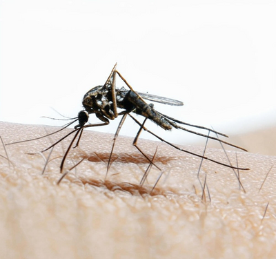 Mosquito, Insect & Pest Control